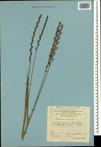 Elymus repens (L.) Gould, Caucasus, Azerbaijan (K6) (Azerbaijan)