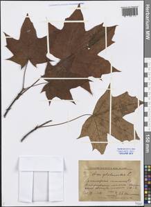 Acer platanoides L., Eastern Europe, Central forest region (E5) (Russia)