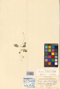 Rorippa palustris (L.) Besser, Eastern Europe, West Ukrainian region (E13) (Ukraine)