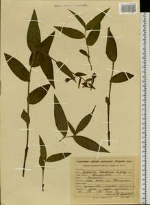 Epipactis thunbergii A.Gray, Siberia, Russian Far East (S6) (Russia)