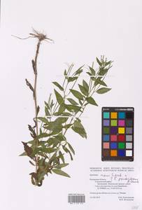 Epilobium roseum × pseudorubescens, Eastern Europe, Central region (E4) (Russia)