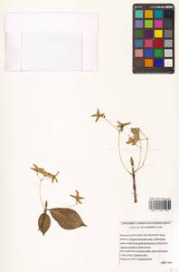 Euonymus macropterus Rupr., Siberia, Russian Far East (S6) (Russia)