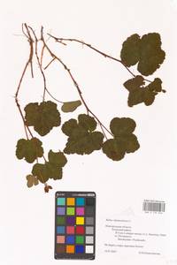 Rubus chamaemorus L., Eastern Europe, North-Western region (E2) (Russia)