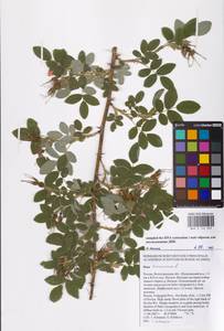 Rosa majalis Herrm., Eastern Europe, Lower Volga region (E9) (Russia)