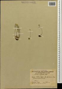 Draba siliquosa M.Bieb., Caucasus, South Ossetia (K4b) (South Ossetia)