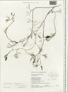 Ranunculus kauffmanii P. Clerc, Eastern Europe, Central region (E4) (Russia)