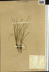 Carex globularis L., Siberia, Yakutia (S5) (Russia)