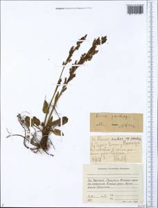 Rumex pseudoxyria (Tolm.) A. P. Khokhr., Siberia, Yakutia (S5) (Russia)