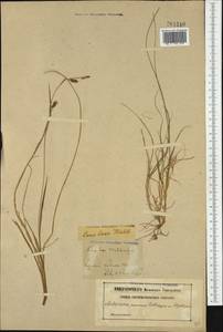 Carex laxa Wahlenb., Western Europe (EUR) (Sweden)