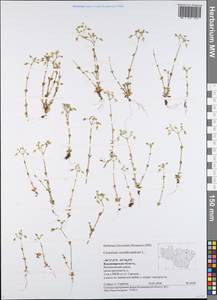 Cerastium semidecandrum L., Eastern Europe, Central region (E4) (Russia)