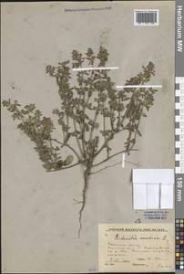 Sideritis montana L., Eastern Europe, Central region (E4) (Russia)