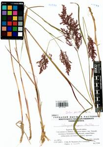 Calamagrostis purpurea (Trin.) Trin., Siberia, Baikal & Transbaikal region (S4) (Russia)