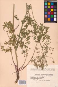 Oreoselinum nigrum Delarbre, Eastern Europe, North Ukrainian region (E11) (Ukraine)