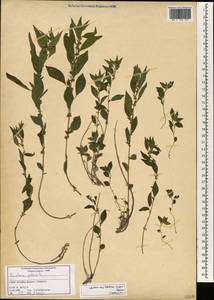 Parietaria judaica L., South Asia, South Asia (Asia outside ex-Soviet states and Mongolia) (ASIA) (Syria)