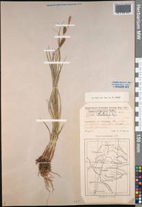 Carex songorica Kar. & Kir., Middle Asia, Caspian Ustyurt & Northern Aralia (M8) (Kazakhstan)