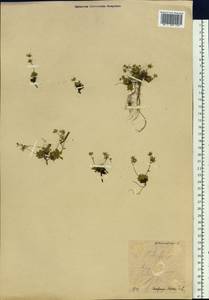 Micranthes merkii subsp. merkii, Siberia, Chukotka & Kamchatka (S7) (Russia)