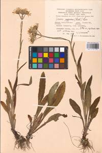 Tephroseris papposa (Rchb.) Schur, Eastern Europe, West Ukrainian region (E13) (Ukraine)