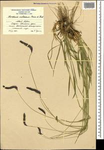 Hordeum brevisubulatum (Trin.) Link, Caucasus, South Ossetia (K4b) (South Ossetia)