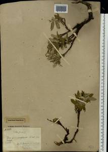 Salix glauca L., Eastern Europe, Northern region (E1) (Russia)