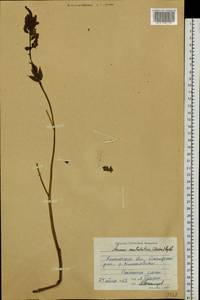 Aruncus dioicus var. kamtschaticus (Maxim.) Hara, Siberia, Chukotka & Kamchatka (S7) (Russia)