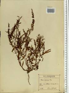 Rumex ucranicus Fisch., Eastern Europe, Central region (E4) (Russia)
