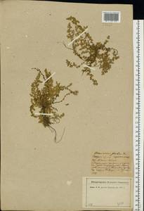 Herniaria glabra L., Eastern Europe, North-Western region (E2) (Russia)