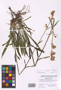 Viscaria vulgaris Röhl., Eastern Europe, Central region (E4) (Russia)