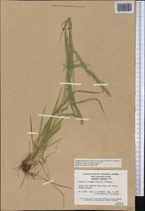 Agrostis exarata Trin., America (AMER) (Canada)