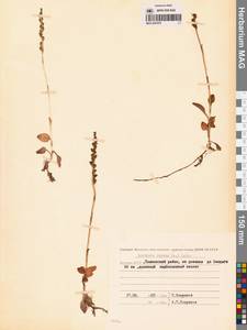 Goodyera repens (L.) R.Br., Siberia, Yakutia (S5) (Russia)