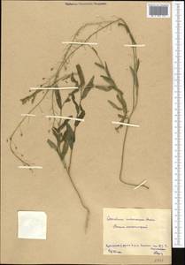 Camelina microcarpa Andrz. ex DC., Middle Asia, Northern & Central Kazakhstan (M10) (Kazakhstan)