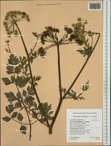 Apiaceae, Western Europe (EUR) (United Kingdom)