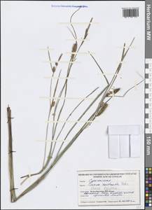 Carex rostrata Stokes, Western Europe (EUR) (United Kingdom)