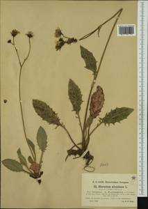 Hieracium glaucinum subsp. prasiophaeum (Arv.-Touv. & Gaut.) Gottschl., Western Europe (EUR) (Germany)