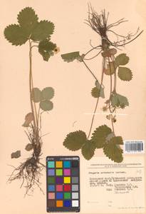 Fragaria orientalis Losinsk., Siberia, Russian Far East (S6) (Russia)