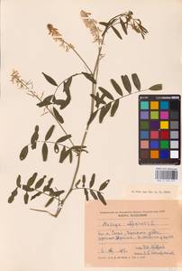 Galega officinalis L., Eastern Europe (no precise locality) (E0)