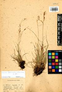 Carex delicata C.B.Clarke, Siberia, Baikal & Transbaikal region (S4) (Russia)