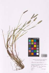 Alopecurus geniculatus L., Eastern Europe, North-Western region (E2) (Russia)