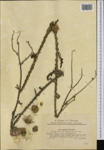 Carduus collinus Waldst. & Kit., Western Europe (EUR) (Slovakia)