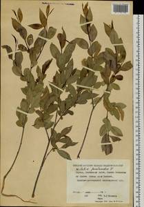 Salix pseudopentandra (Flod.) Flod., Siberia, Yakutia (S5) (Russia)