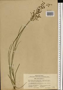 Juncus alpinoarticulatus Chaix, Eastern Europe, North-Western region (E2) (Russia)