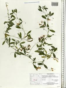 Lathyrus tuberosus L., Eastern Europe, North-Western region (E2) (Russia)