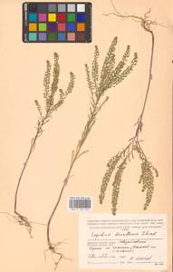 Lepidium densiflorum Schrad., Eastern Europe, Western region (E3) (Russia)