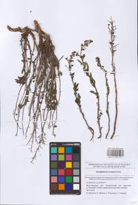 Scrophularia cretacea Fisch., Eastern Europe, Lower Volga region (E9) (Russia)