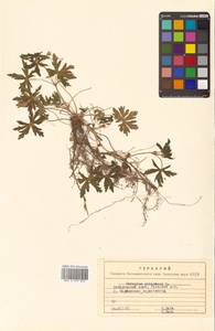 Geranium sibiricum L., Siberia, Russian Far East (S6) (Russia)