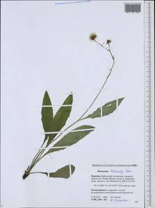 Hieracium korshinskyi Zahn, Siberia, Baikal & Transbaikal region (S4) (Russia)