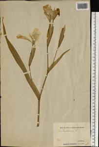 Iris pseudacorus L., Eastern Europe, Estonia (E2c) (Estonia)