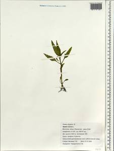 Bidens cernua L., Mongolia (MONG) (Mongolia)