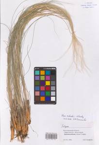 Stipa zalesskii Wilensky, Eastern Europe, Lower Volga region (E9) (Russia)