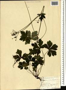 Sanicula europaea L., Caucasus, Black Sea Shore (from Novorossiysk to Adler) (K3) (Russia)