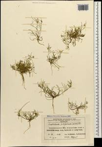 Leptaleum filifolium (Willd.) DC., Caucasus, Azerbaijan (K6) (Azerbaijan)